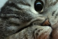 站長雜談：如何與seo菜鳥交流？