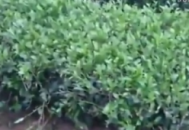 黑帽門視頻谷歌（黑帽門5）